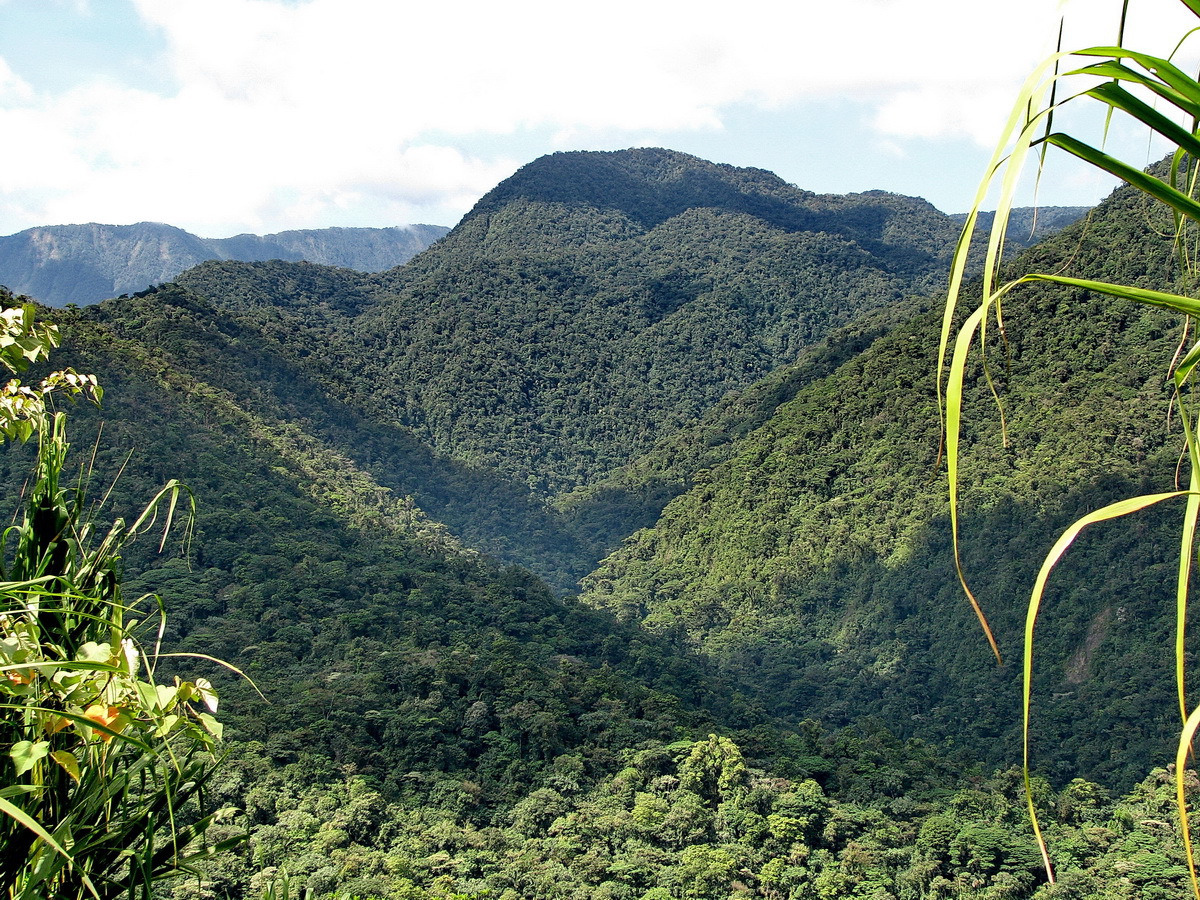 Birding in the original growth forests Braulio Carillo National Park