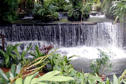 Part of the lush grounds at Tabacon Hot Springs