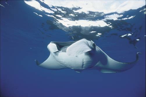 A gorgeous manta ray calmly floats past 