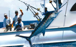 A nice marlin will put a smile on anyone's face