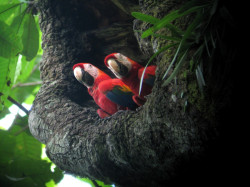 Scarlet Macaws are quite common around Carara / Tarcoles