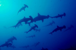 Los tiburones martillo son comúnmente vistos en la Isla del Coco 