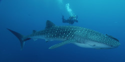  Usted podría tener la suficiente suerte de cruzarse con el indefenso tiburón  ballena