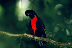 The Bare Necked Umbrella Bird