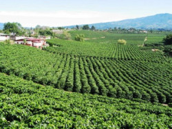 La Plantación de Café Doka