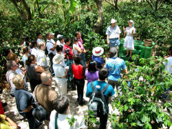  Entreténgase mientras aprende sobre el primer y verdadero cultivo comercial  de Costa Rica