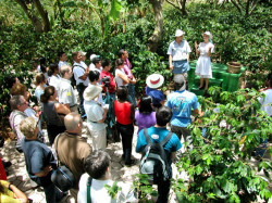 Be entertained while learning about Costa Rica's first real cash crop