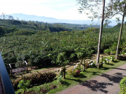 Coffee plantations cover the mountains surrounding Costa Rica's Central Valley