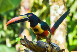 Fiery-billed Aracari