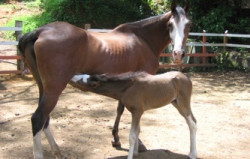 Horses are hand-picked to match the rider