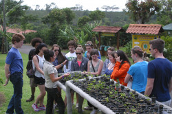 Learn about Costa Rica's golden grain