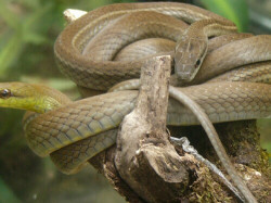 Close up to poisonous snakes