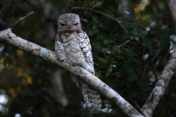 The Great Potoo