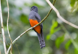 Trogon Bairdii