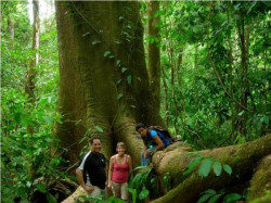 Caminata guiada en el bosque lluvioso