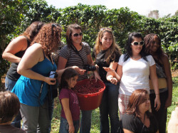 Get your hands dirty picking ripe coffee beans