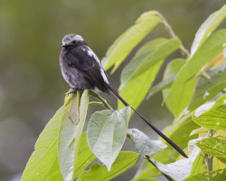 The Long-Tailed Tyrant