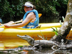  Los caimanes frecuentemente nadan hacia la superficie a donde está el bote  buscando algo de comer