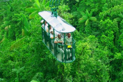 Teleférico de Bosque Lluvioso a través del canopy de selva