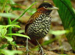 The Black Crowned Antpitta