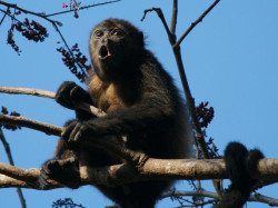 You may end up having a howl with the Howler monkeys