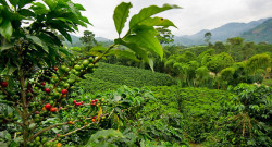 Get close up to a Costa Rica coffee plantation