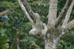 Sloth watching the whitewater rafters go past