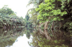 The peaceful Sarapiqui River