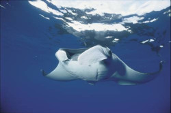 Una hermosa mantarraya que pasó flotando tranquilamente