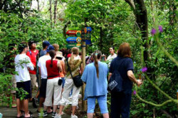 Walking along the jungle path