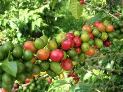 Learn which coffee berries to pick