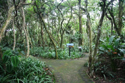 900 species of Orchids and Bromeliads in Lankester Gardens