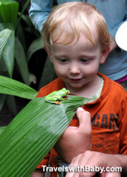 See frogs up close