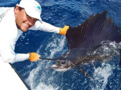 Catching and releasing a sailfish